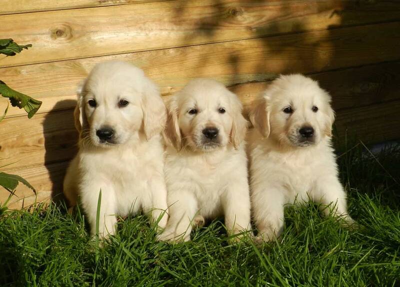 monthly-costs-for-a-golden-retriever