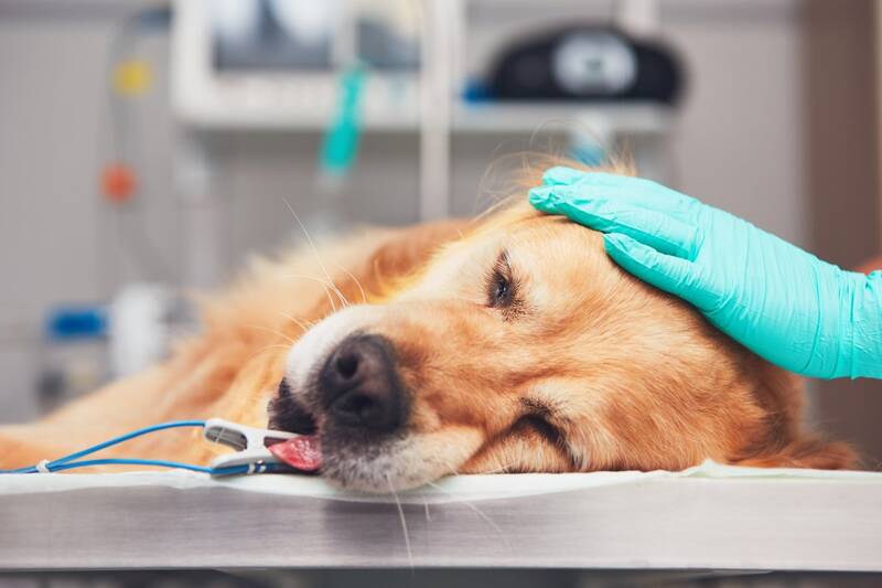 popular-terminal-illnesses-in-golden-retrievers