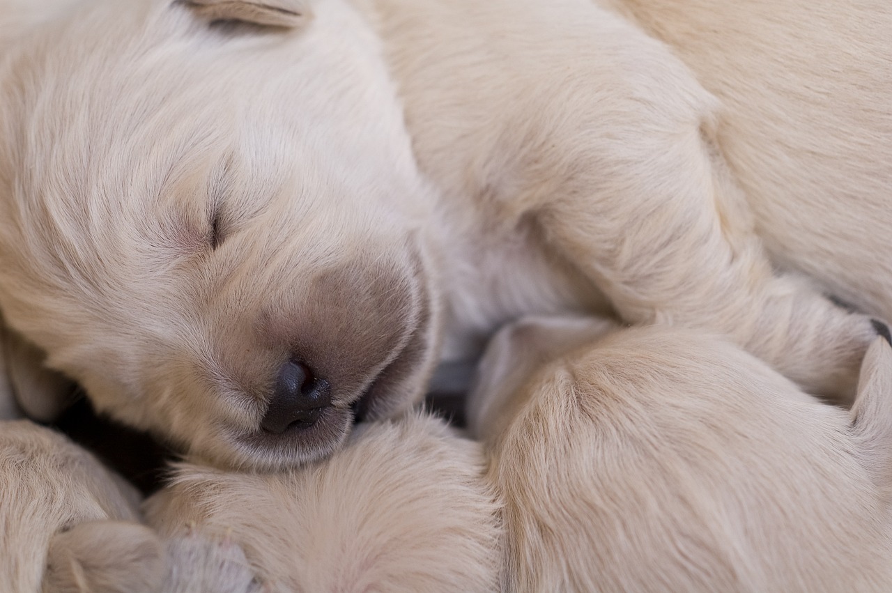 golden-retrievers-dying-younger-a-health-crisis-explained