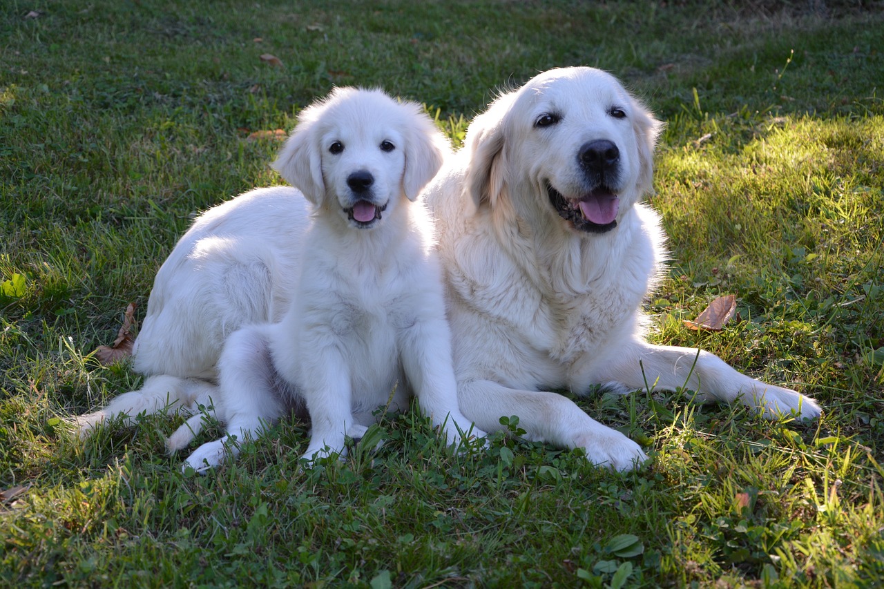 Do Golden Retrievers Shed? The Facts Behind Their Fur