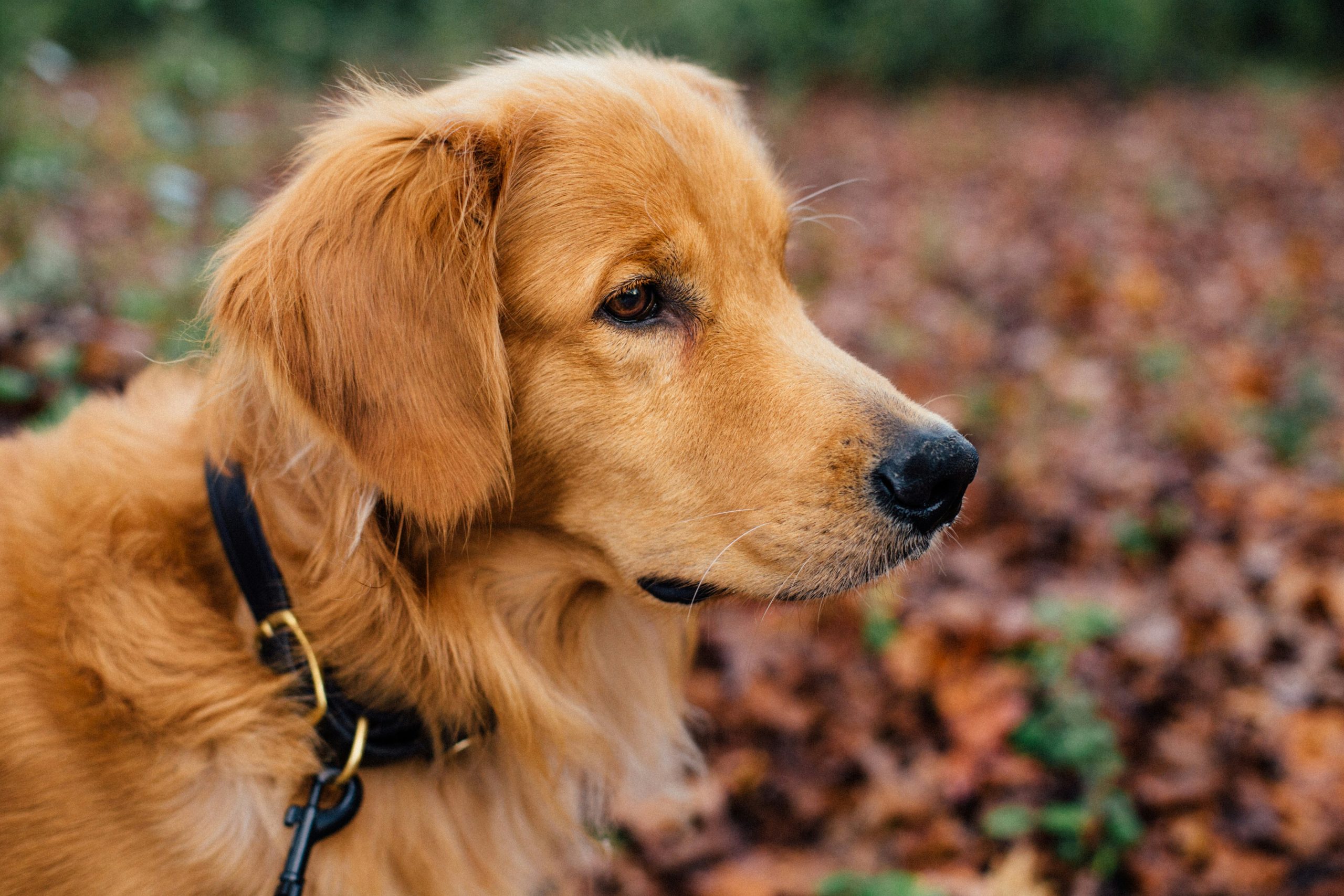 why-golden-retrievers-are-the-worst-the-untold-truth