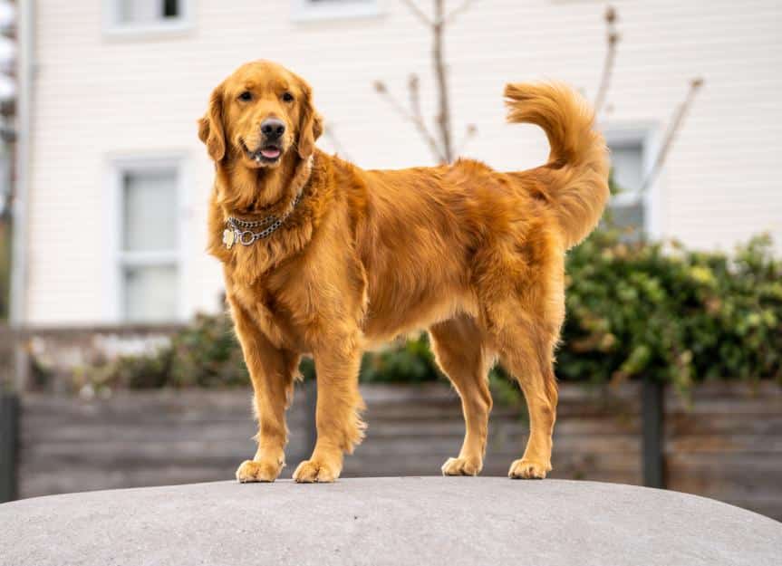 the-6-reasons-why-golden-retriever-barks-so-much