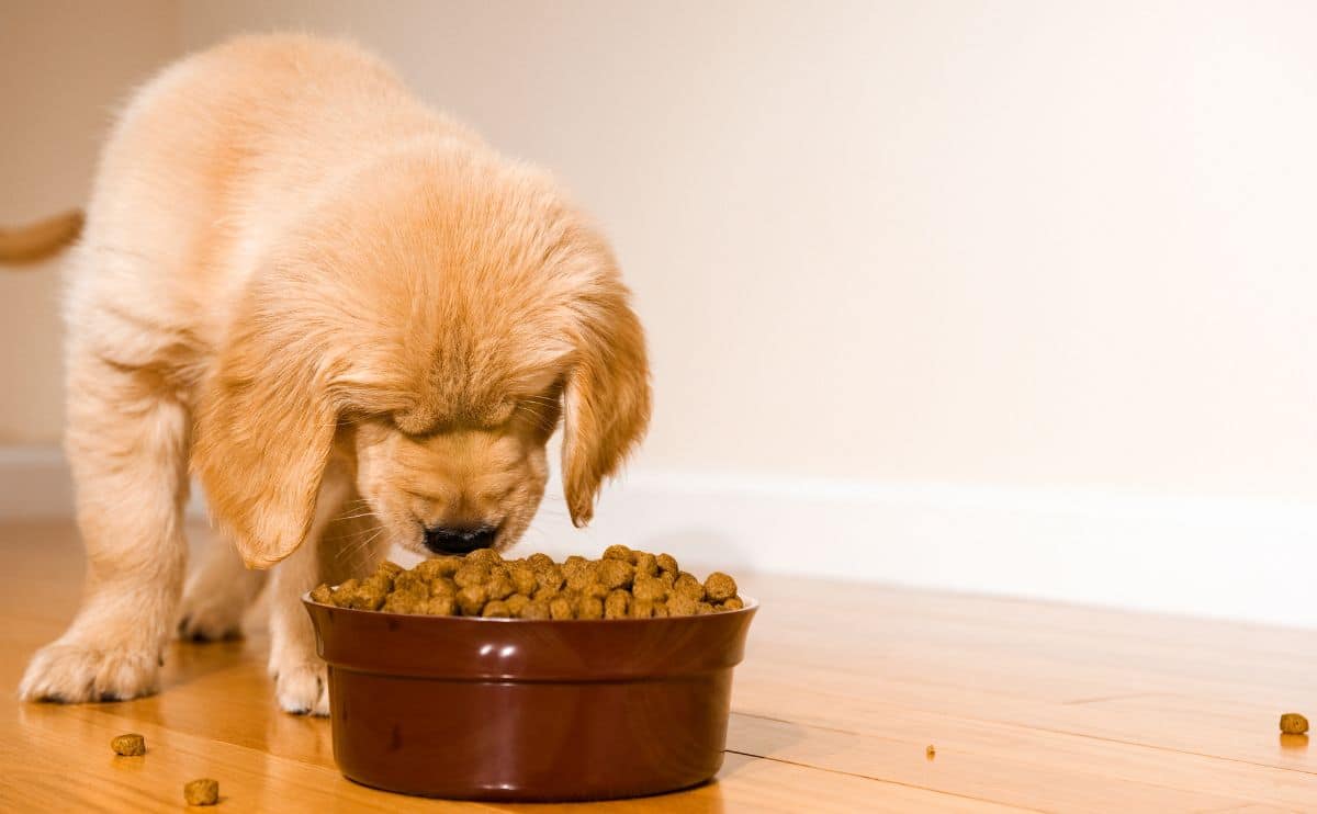 what-affects-the-golden-retrievers-food-amount