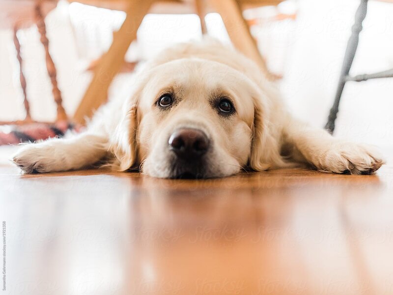 what-leads-to-golden-retrievers-to-have-sensitive-stomachs