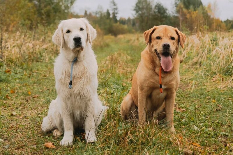 which-dog-is-better-a-lab-or-a-golden-retriever